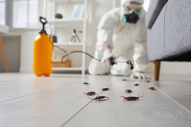 Commercial Rodent Management in Swedeland